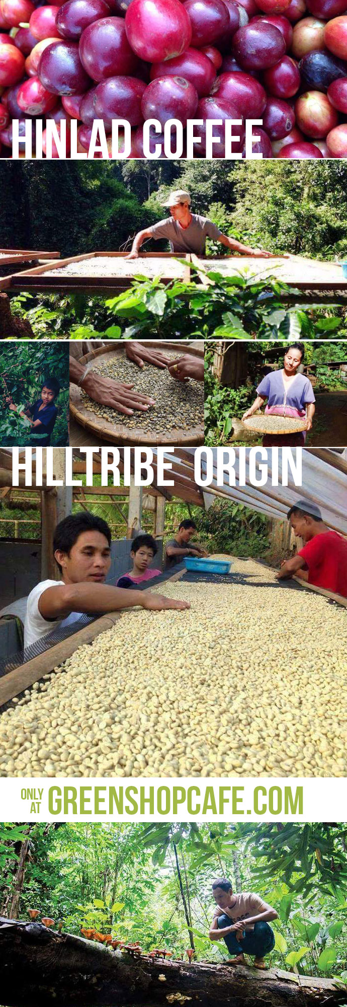 กาแฟอินทรีย์หินลาด แบบบด 250g. Hinlad Organic Coffee (grind) Green Select | ผลิตภัณฑ์คัดสรรโดย GreenShopCafe
